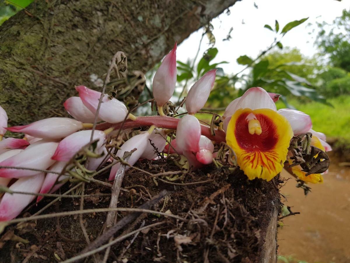 Domaine De Valcine Villa Sainte-Rose Ngoại thất bức ảnh
